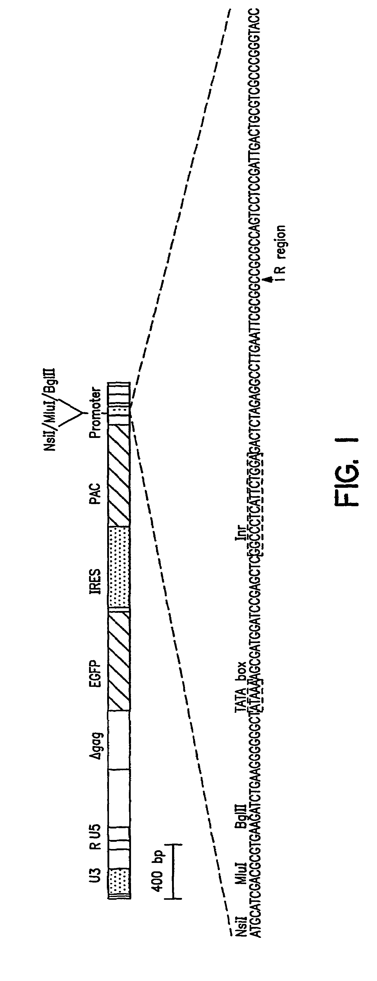 Methods of identifying synthetic transcriptional and translational regulatory elements, and compositions relating to same