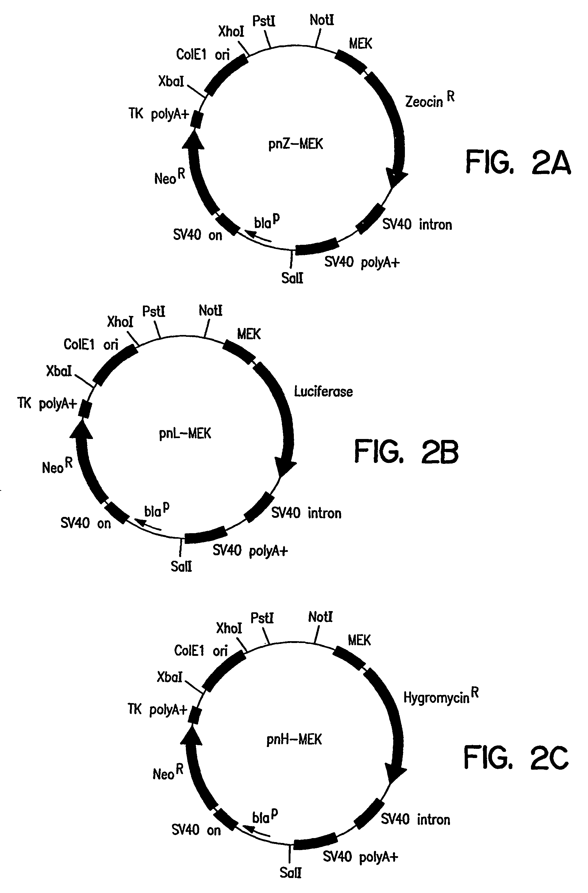 Methods of identifying synthetic transcriptional and translational regulatory elements, and compositions relating to same