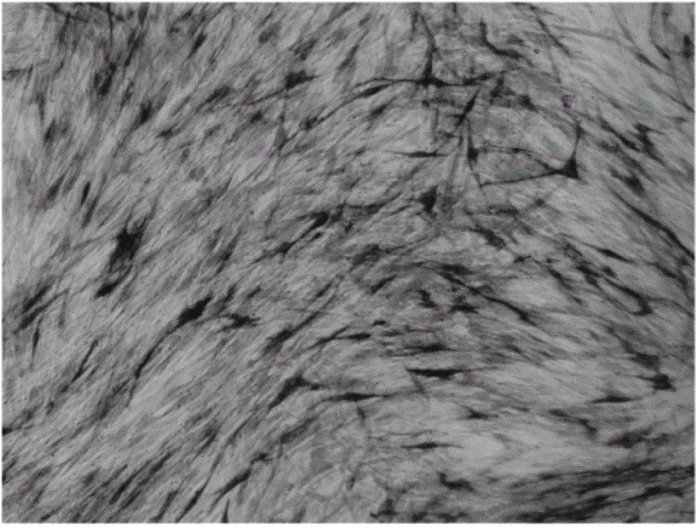 Application of miR-216 in preparation of medicines for promoting osteogenesis differentiation