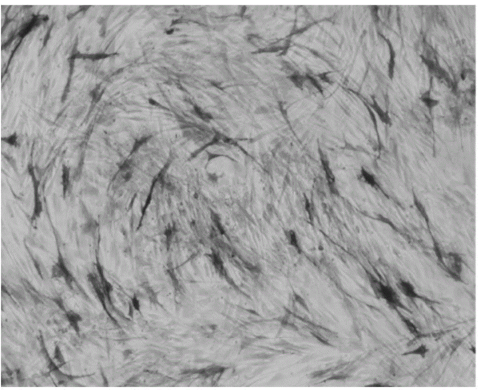 Application of miR-216 in preparation of medicines for promoting osteogenesis differentiation