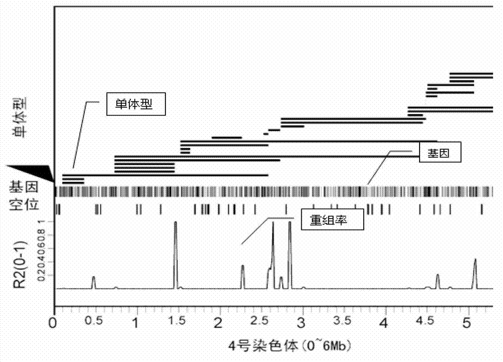 Large-scale genetic typing method based on SLAF-seq (Specific-Locus Amplified Fragment Sequencing) technology