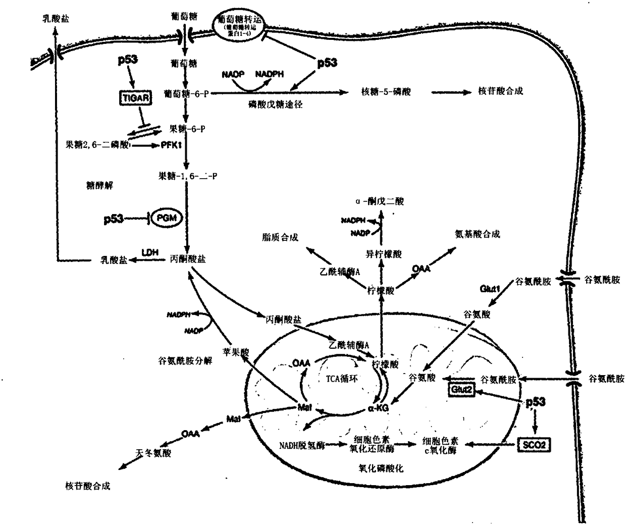 Methods and compositions for treating metabolic reprogramming disorders