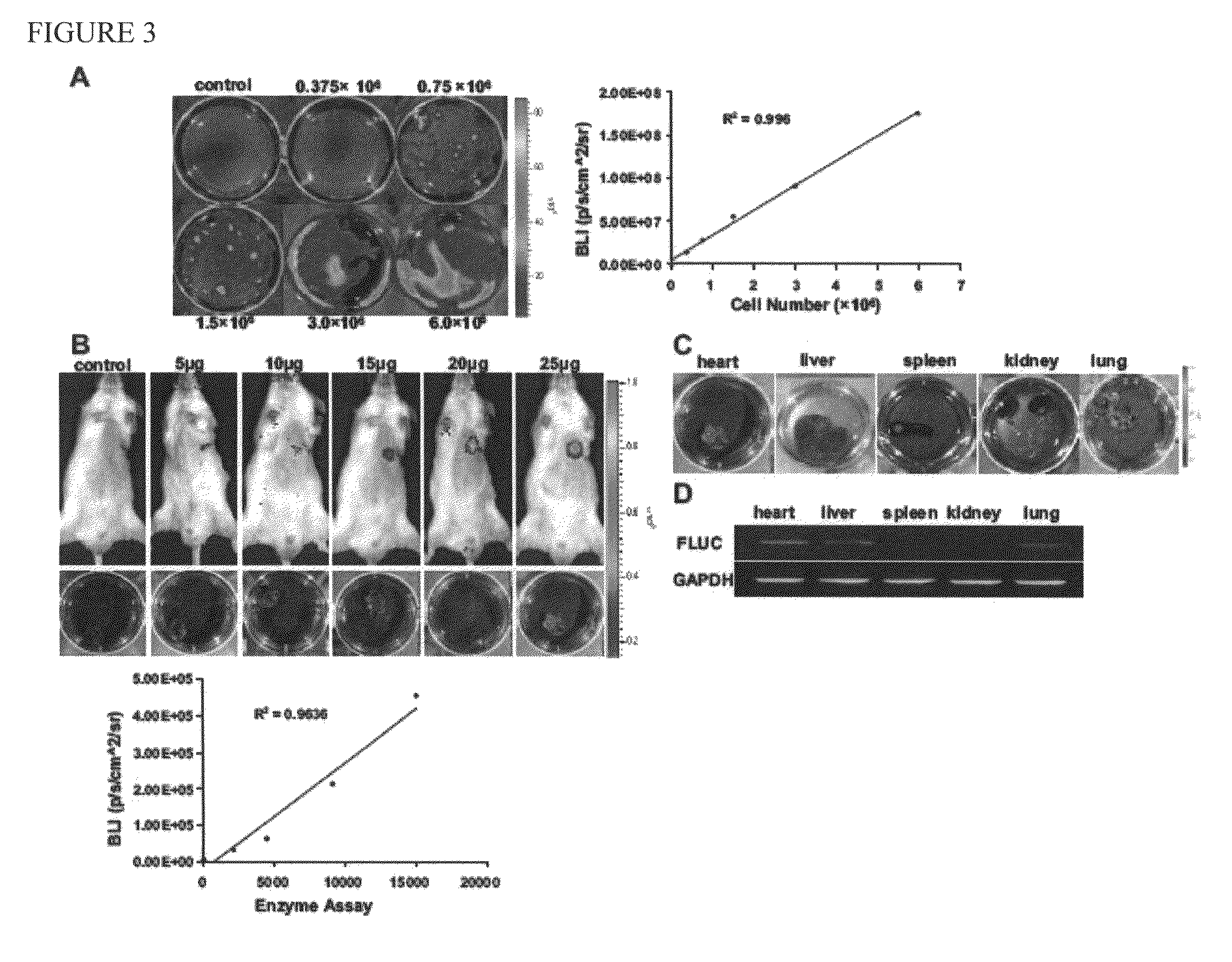 Use on minicircle vectors for cardiac gene therapy