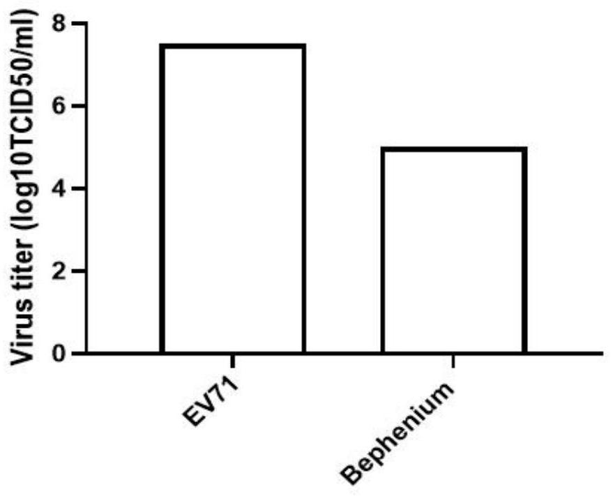 Application of Bephenium Hydroxynaphthoate in preparation of anti-EV71 medicine