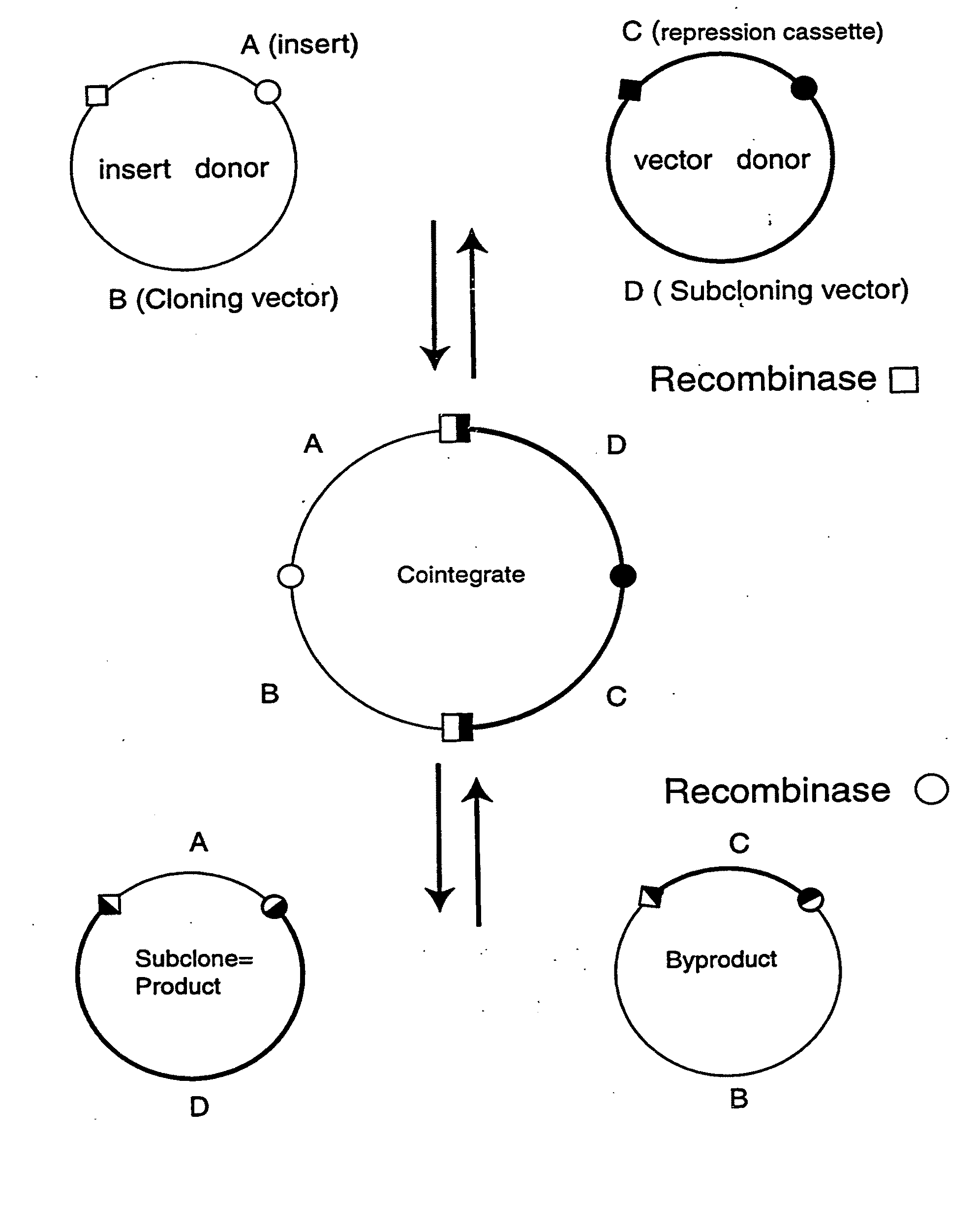 Recombinational cloning using nucleic acids having recombination sites