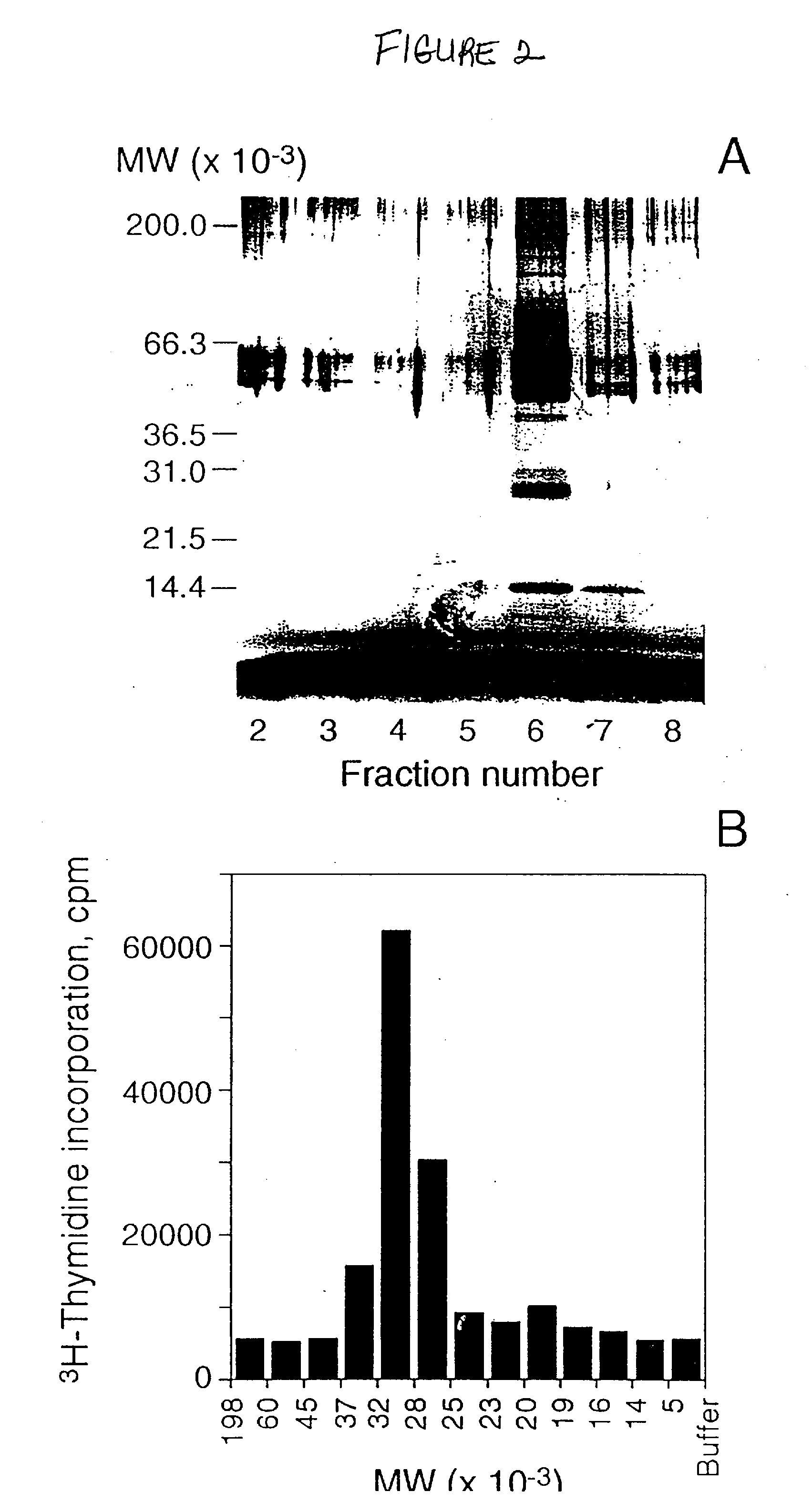 c-Mpl LIGAND POLYPEPTIDE