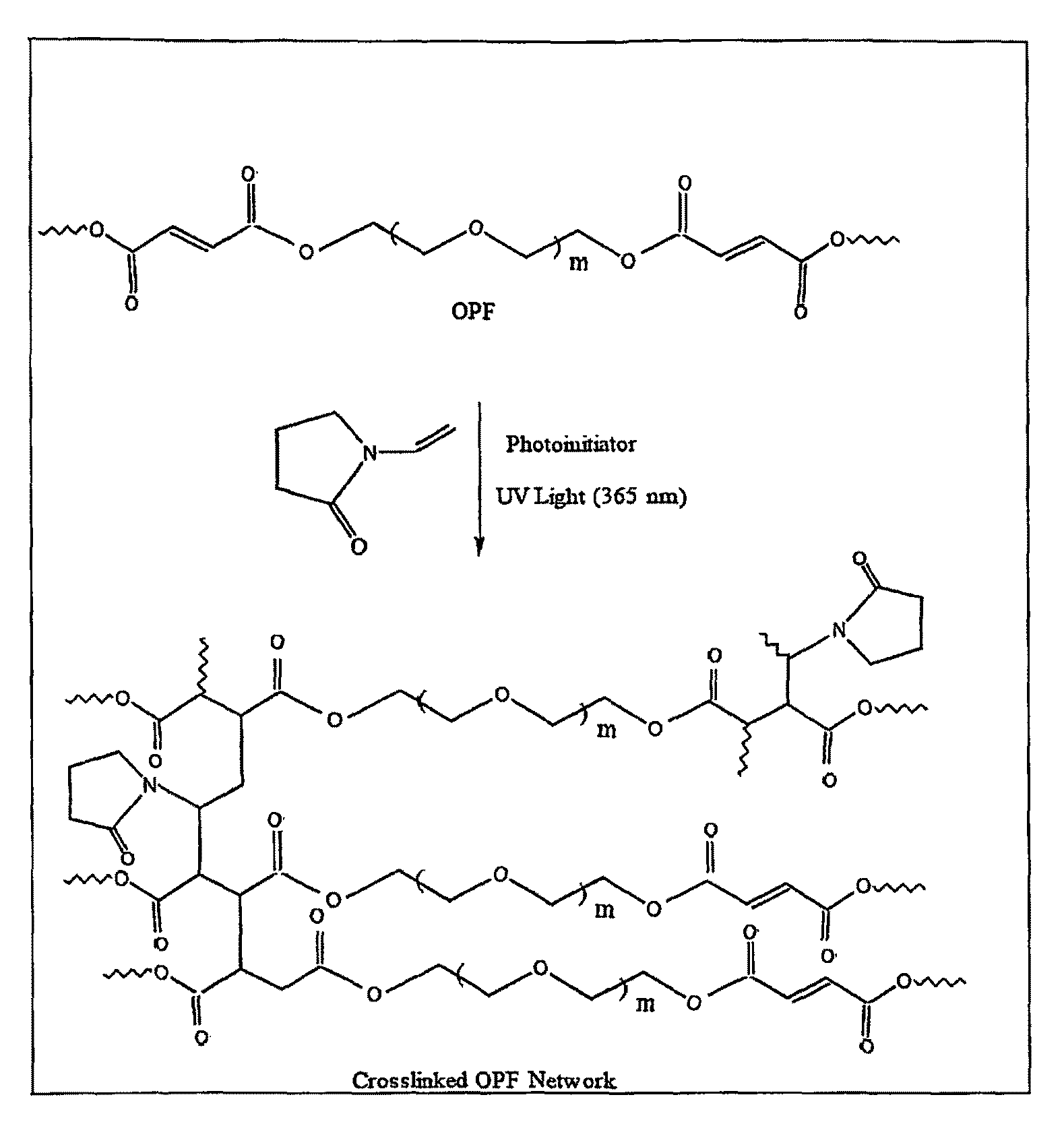 Photocrosslinkable oligo(poly (ethylene glycol) fumarate) hydrogels for cell and drug delivery