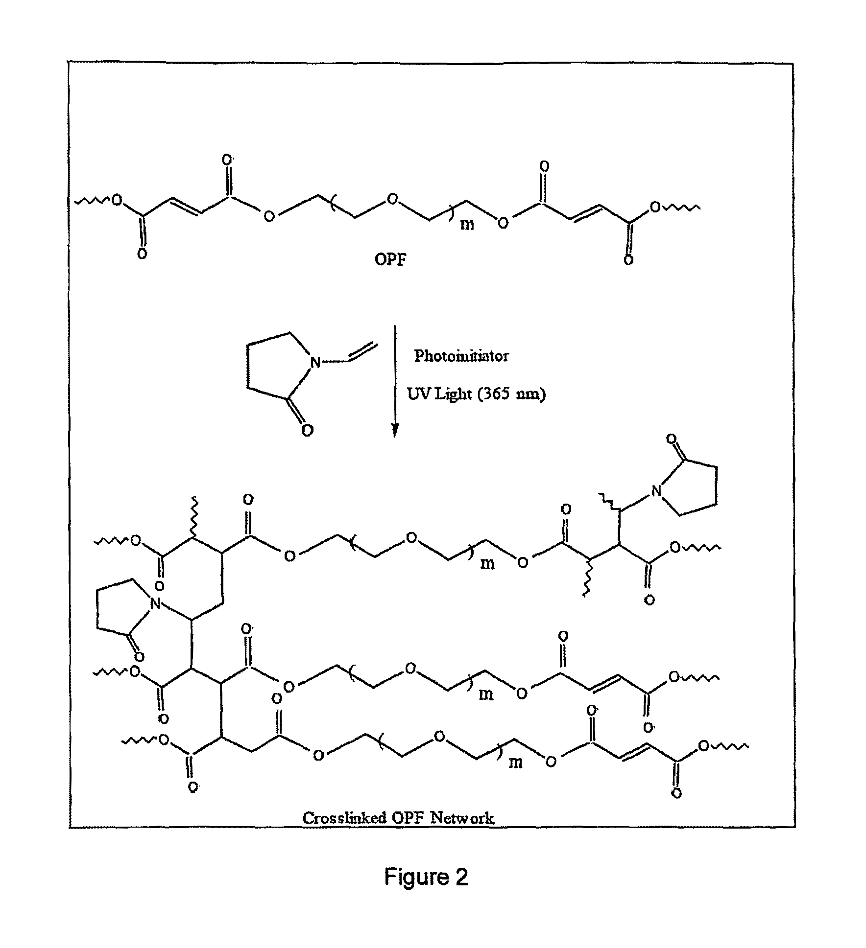 Photocrosslinkable oligo(poly (ethylene glycol) fumarate) hydrogels for cell and drug delivery