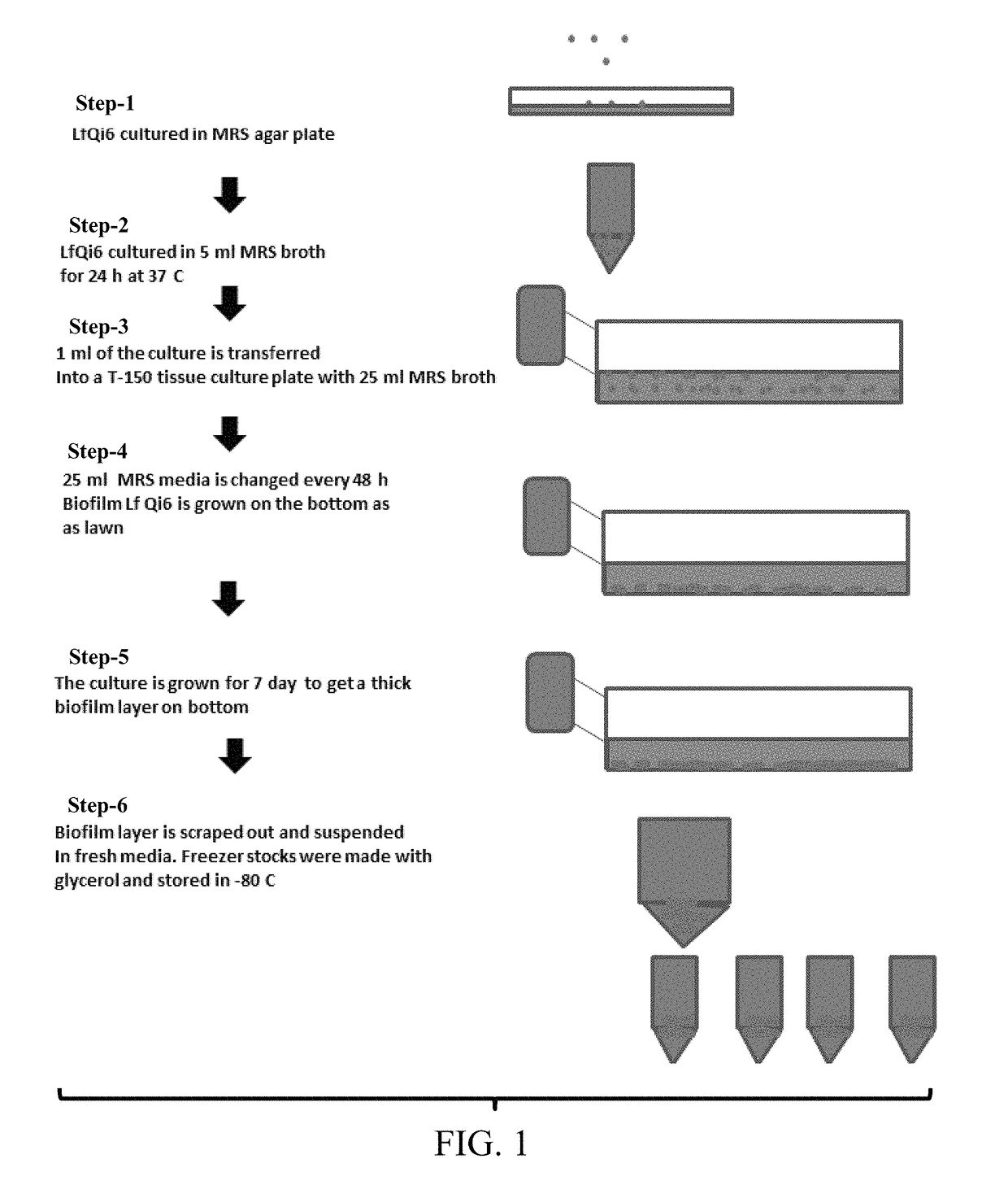 Materials and methods for improving immune responses and skin and/or mucosal barrier functions