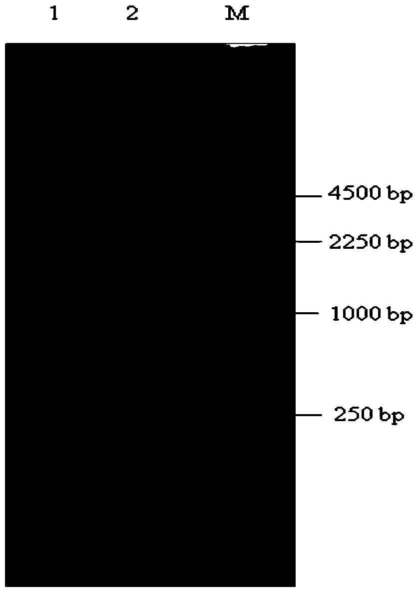 A dna fragment with promoter function and its application