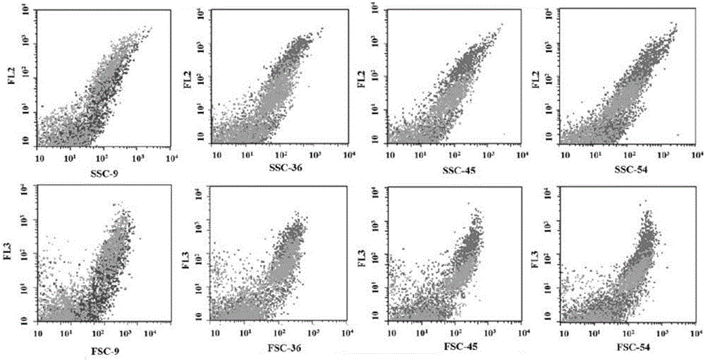 High-glucose-tolerance crypthecodinium cohnii obtained from orient domestication, and preparation method and application thereof