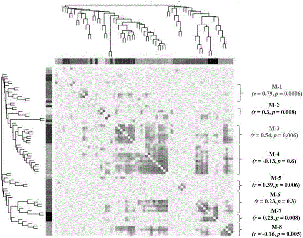 High-glucose-tolerance crypthecodinium cohnii obtained from orient domestication, and preparation method and application thereof