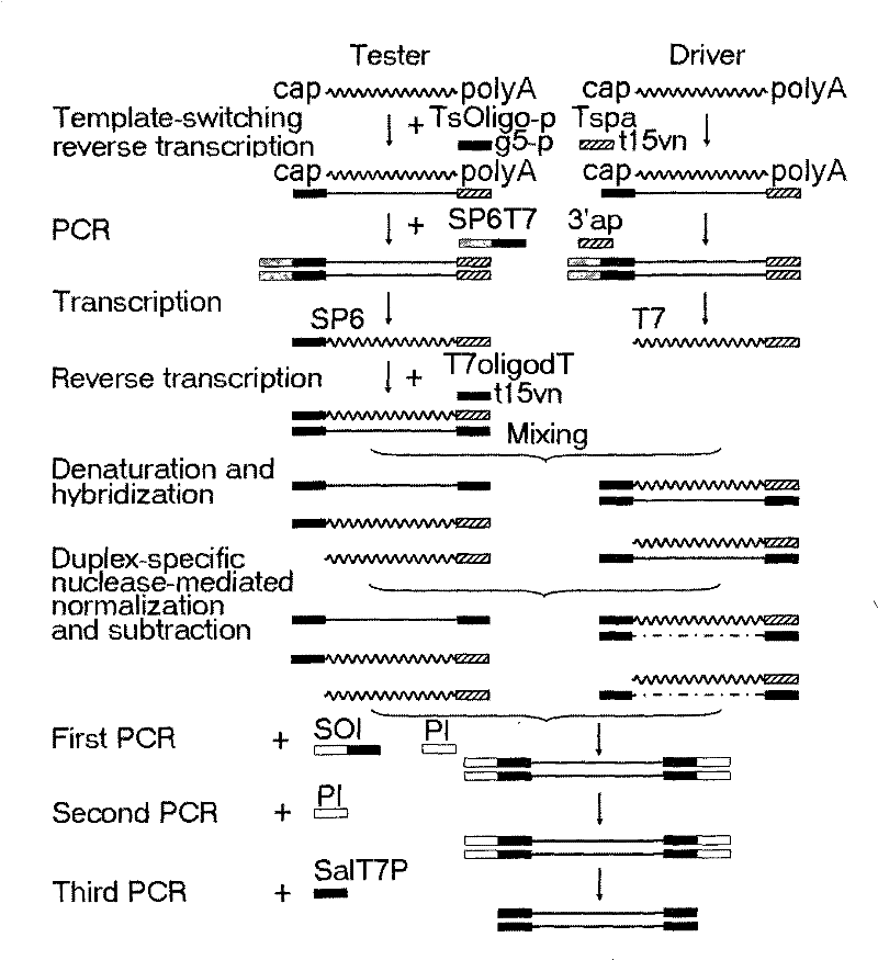 A dnazyme-mediated method for normalized subtractive hybridization of cDNA