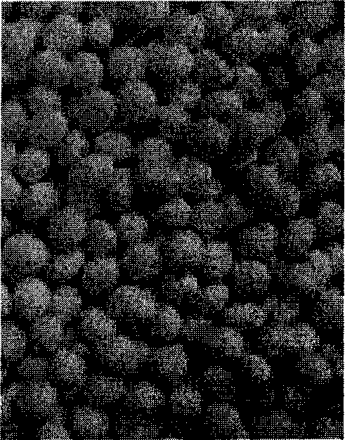 Method for producing fungal granular formulation for preventing and treating pest