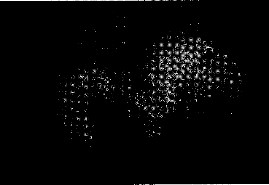 Method for producing fungal granular formulation for preventing and treating pest