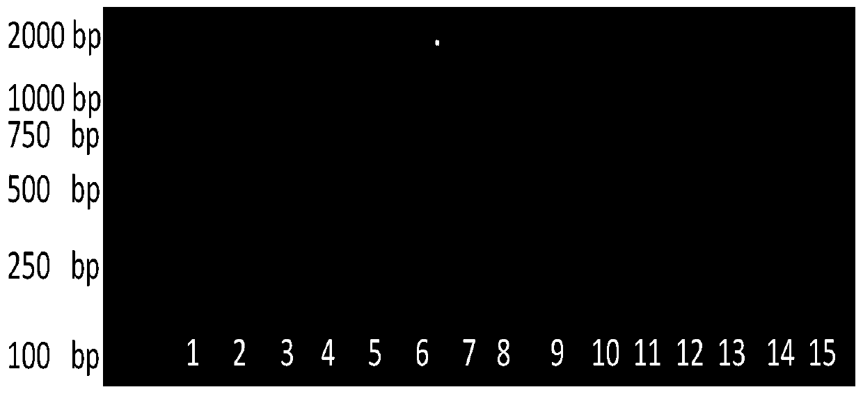 Molecular marker of rice long and slender grain gene, and application thereof