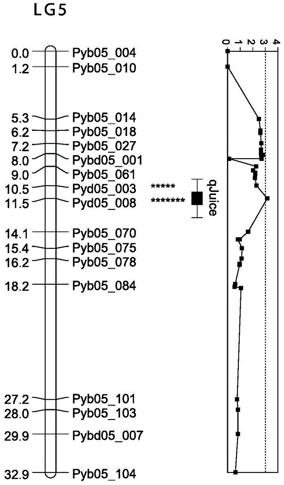 A kind of SNP molecular marker primer of main effect qtl site of pear fruit juice content and its application