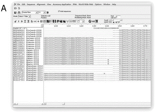 Real-time Fluorescent Quantitative PCR for Detecting CA6 Virus