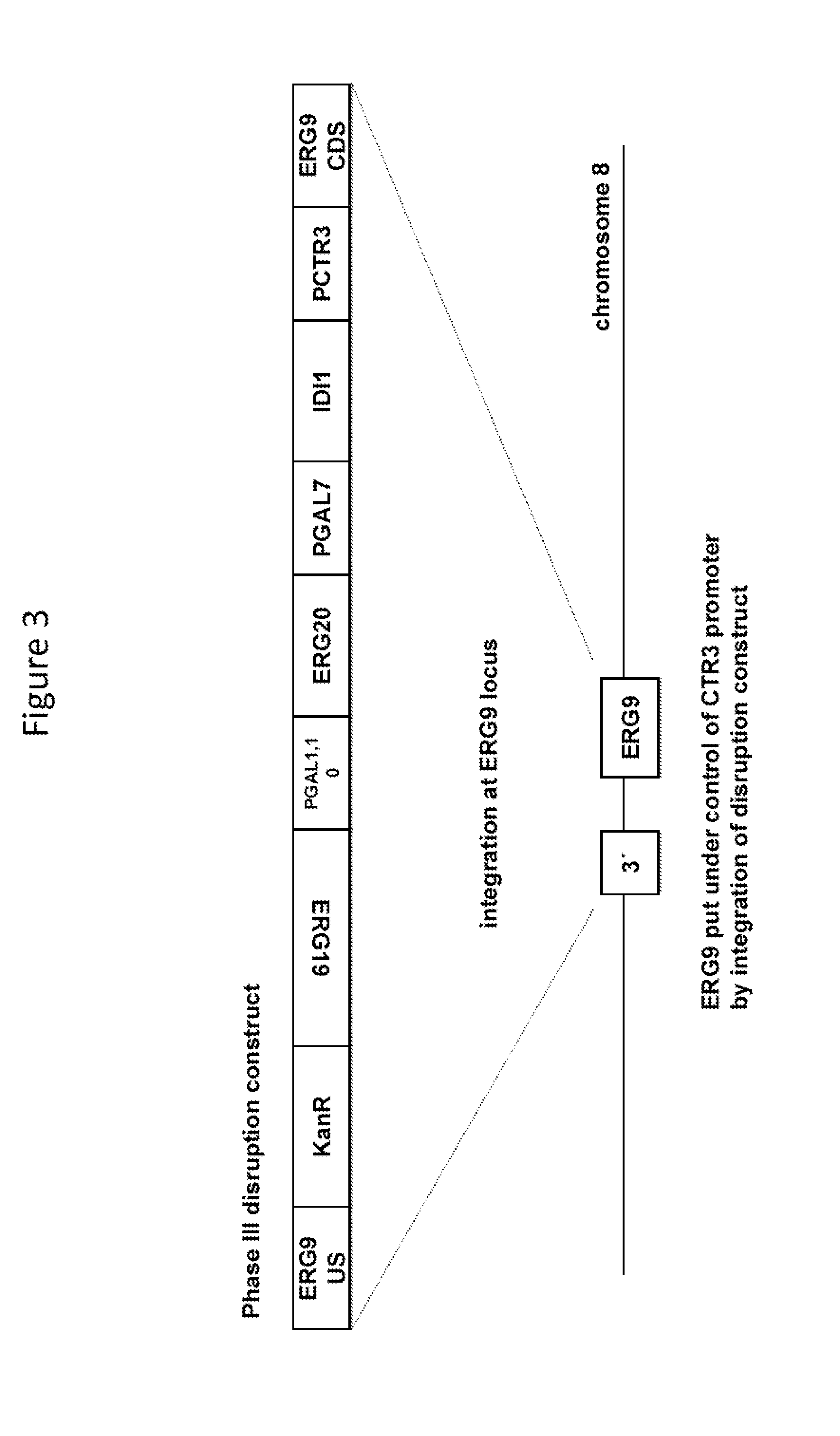 Method for generating a genetically modified microbe