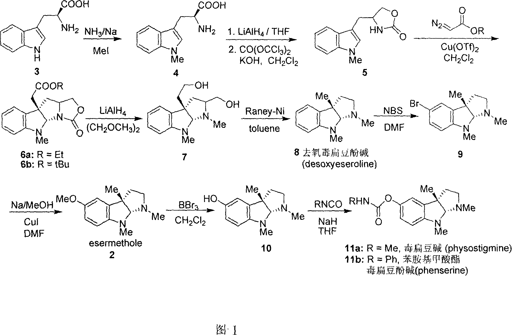 Synthesis for natural medicament physostigmine for resisting senile dementia disease and phenylaminoformic acid ester phenserine