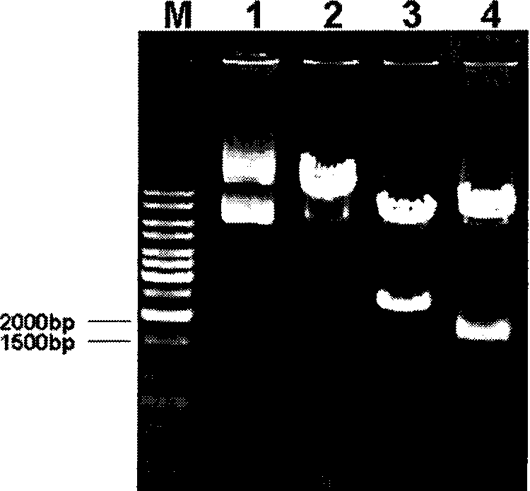 Method for preparing live bacteria internal standard based on gene substitution technique