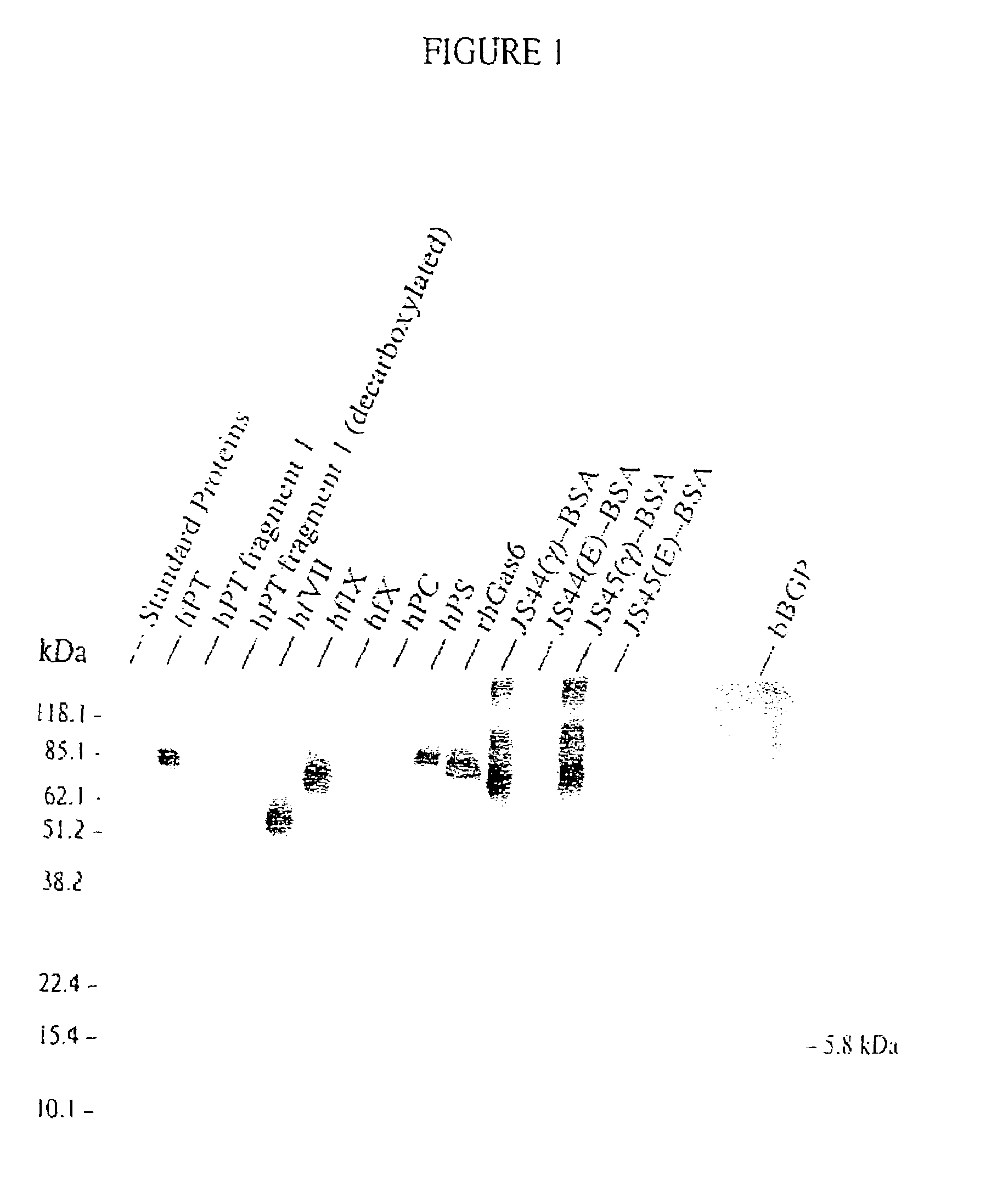 Antibodies binding a gamma carboxyglutamic acid displaying epitope