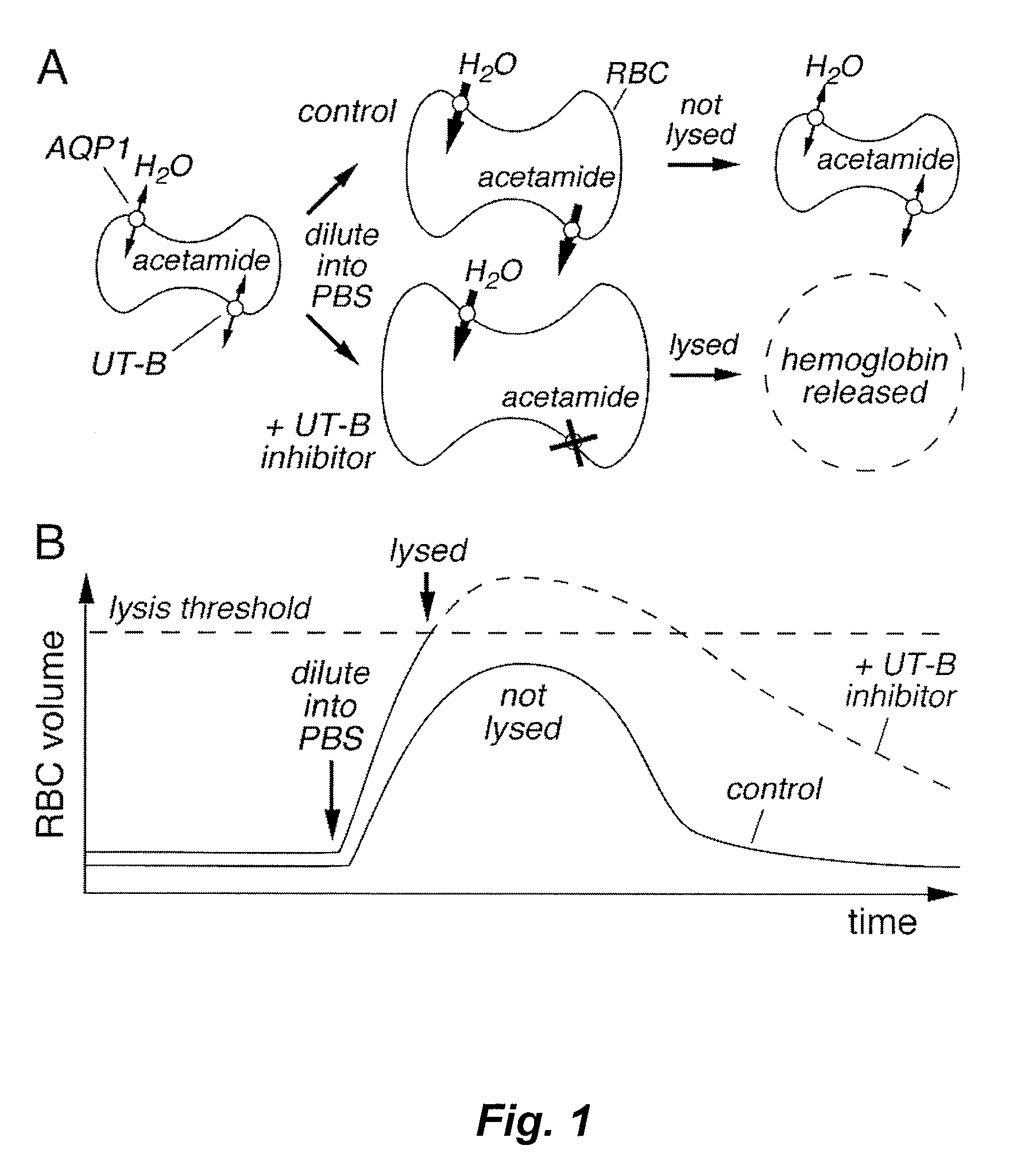 Methods for identifying inhibitors of solute transporters