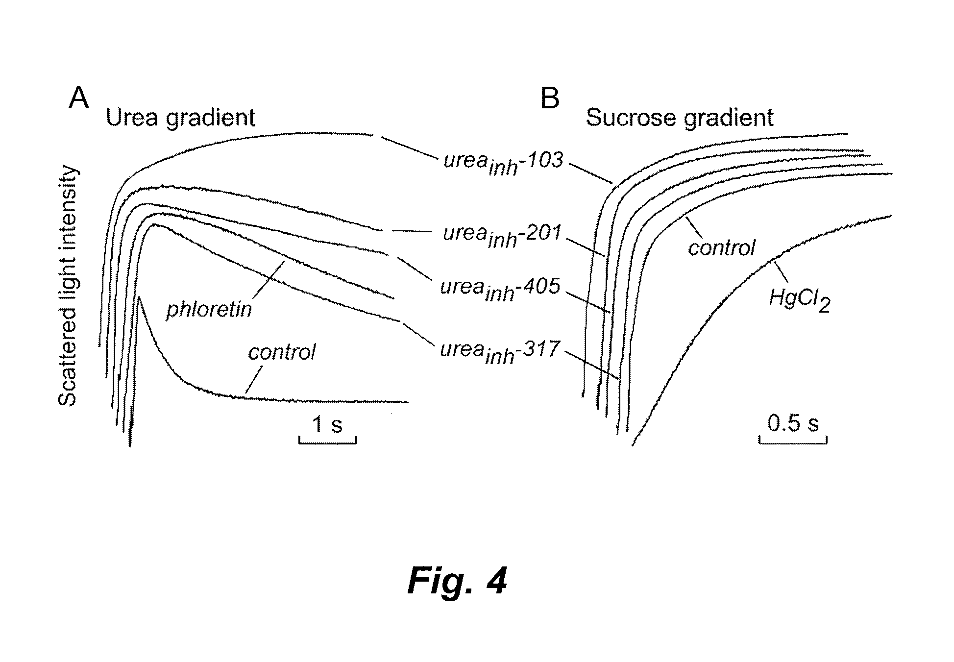 Methods for identifying inhibitors of solute transporters