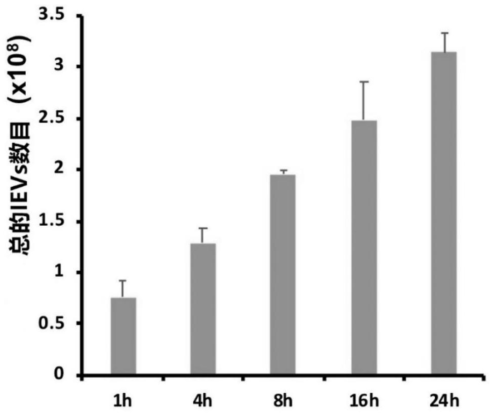 Application of induced extracellular vesicles in preparation of preparations for prolonging life of mammals or treating or preventing aging