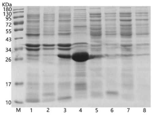 Method for expressing and purifying recombinant human sex hormone haptoglobin N-terminal 51-218aa