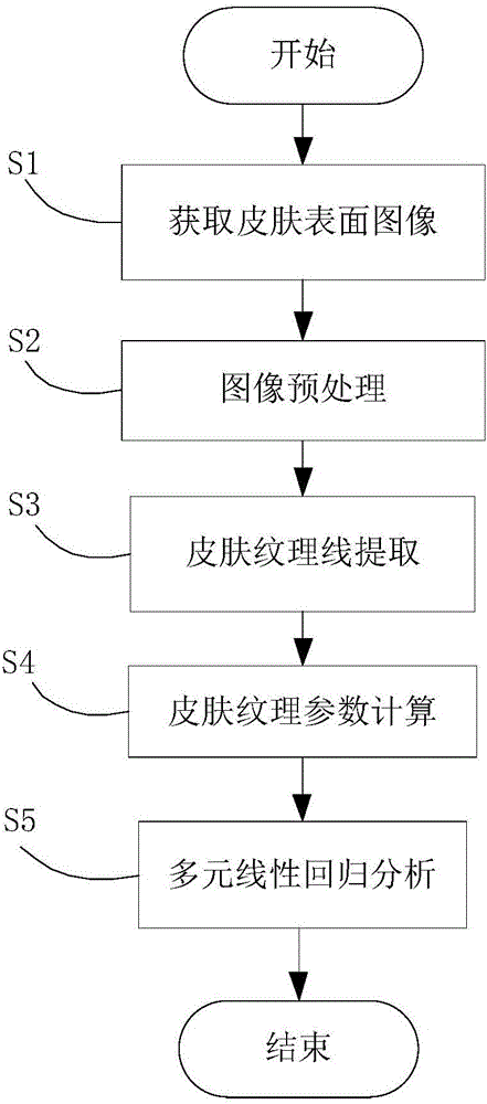 Noninvasive age estimation method based on skin texture information