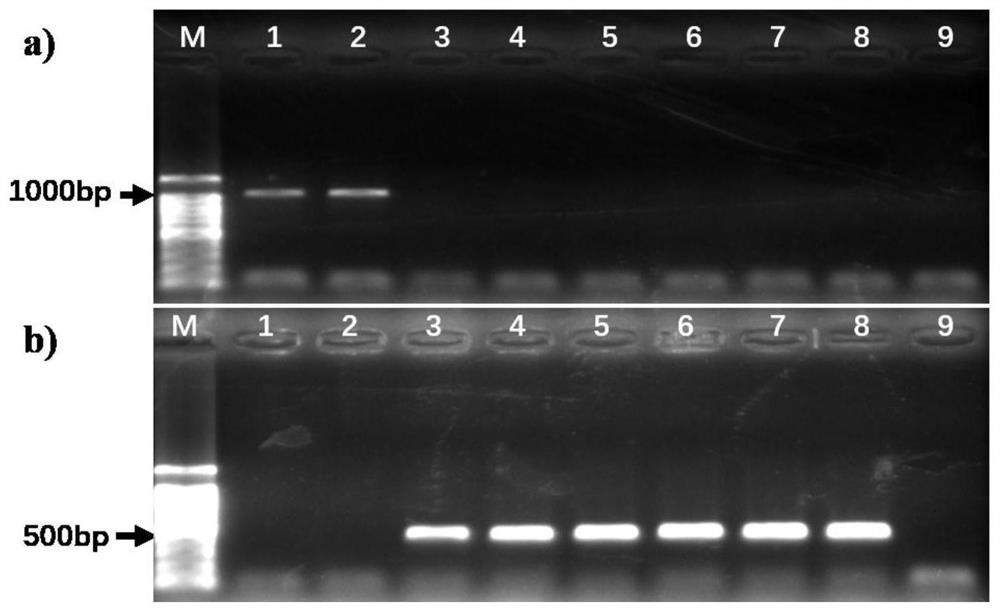 Method for identifying and detecting porphyra red rot pythium pathogens