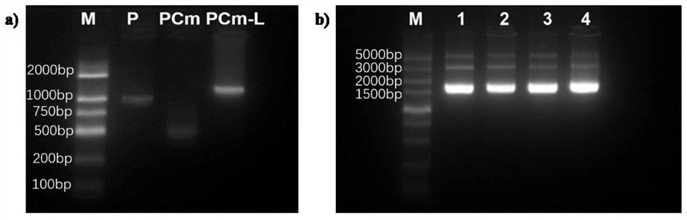 Method for identifying and detecting porphyra red rot pythium pathogens