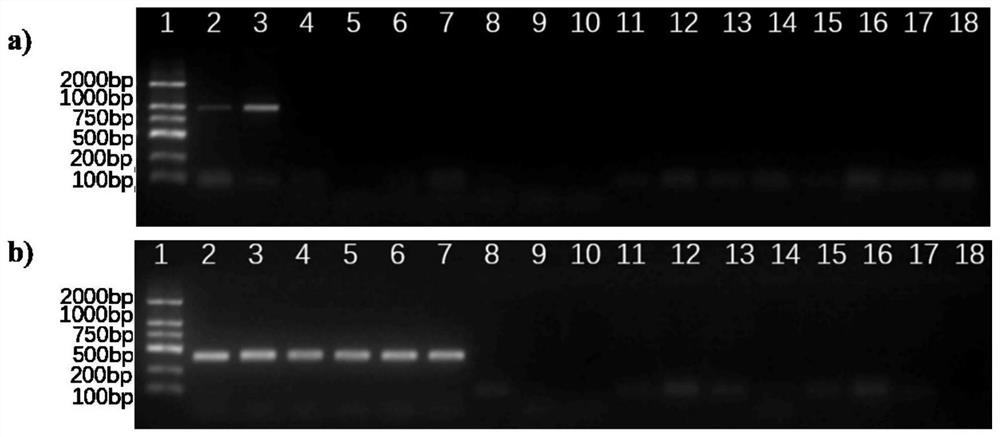 Method for identifying and detecting porphyra red rot pythium pathogens