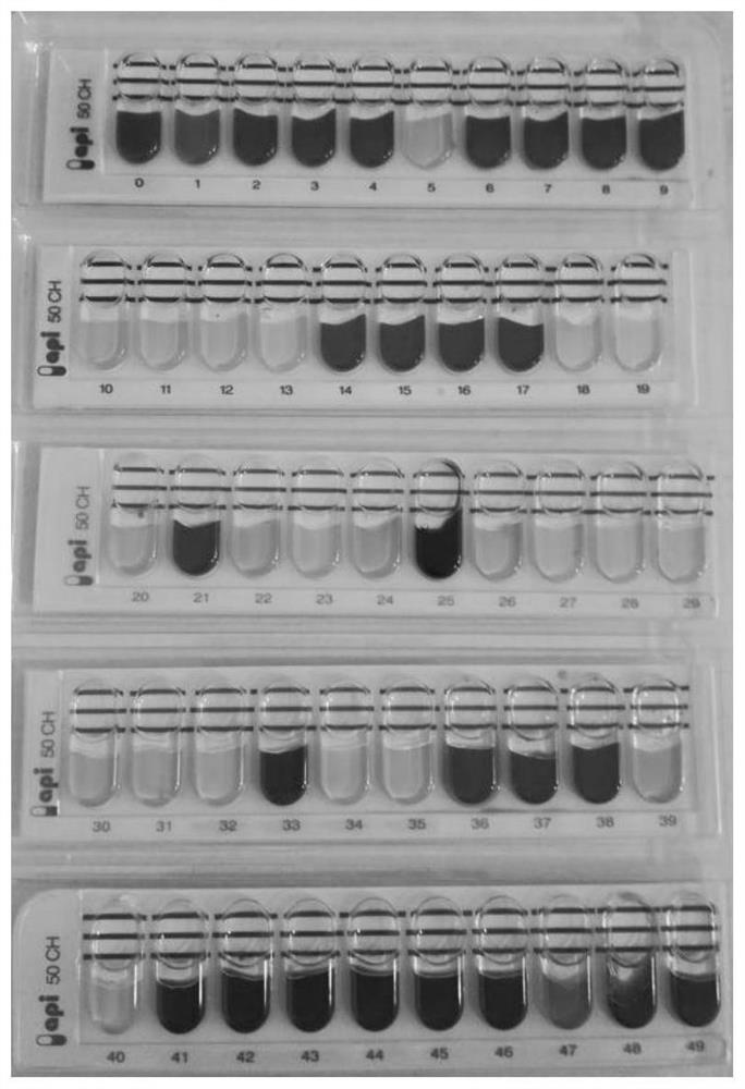 Lactobacillus plantarum capable of degrading biogenic amines and salt tolerance and application thereof