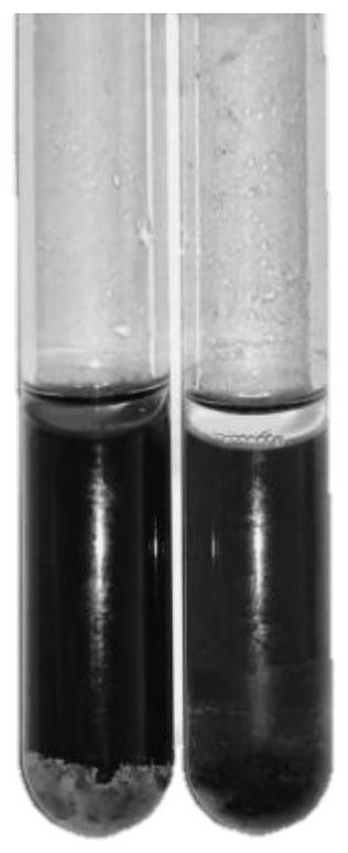 Lactobacillus plantarum capable of degrading biogenic amines and salt tolerance and application thereof