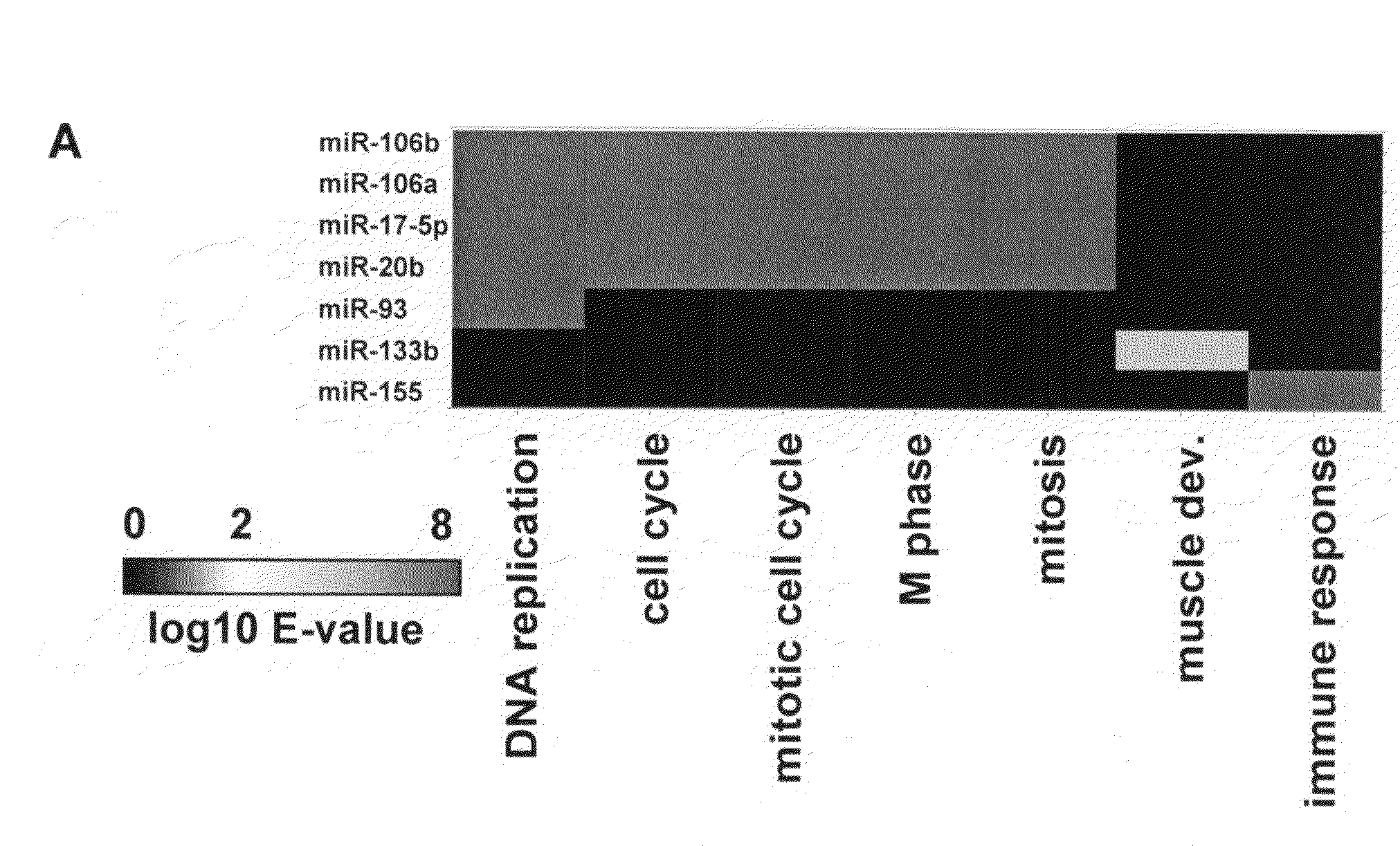 Methods and compositions for regulating cell cycle progression via the miR-106B family