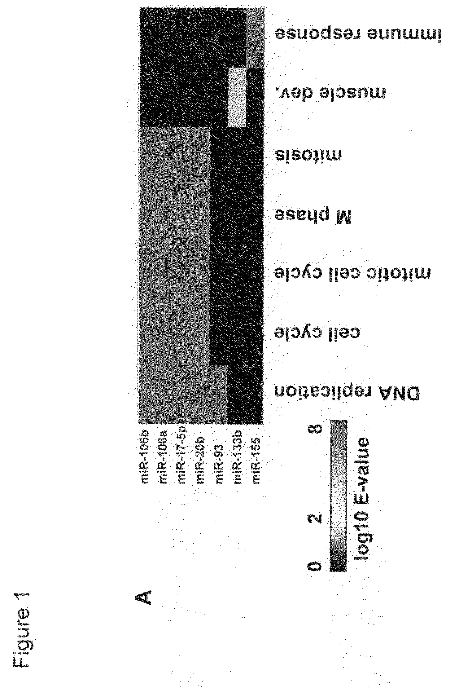 Methods and compositions for regulating cell cycle progression via the miR-106B family