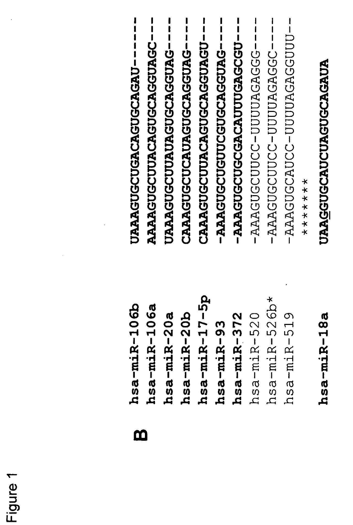 Methods and compositions for regulating cell cycle progression via the miR-106B family