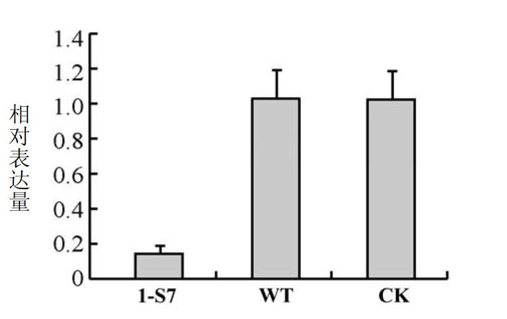 Carnitine acyltransferase PCCAT1 from Phytophthora capsici, and coding gene and application thereof