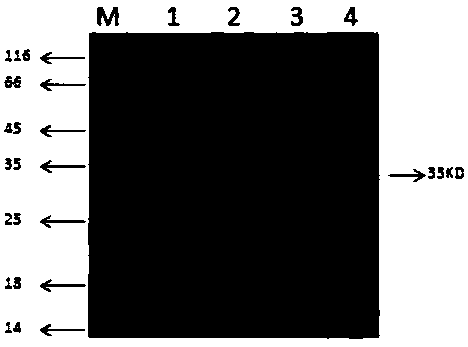 Anti-SVCV (Spring Viraemia of Carp Virus) monoclonal antibody 3E1 as well as preparation and application thereof