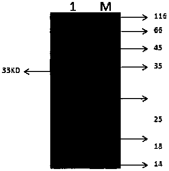 Anti-SVCV (Spring Viraemia of Carp Virus) monoclonal antibody 3E1 as well as preparation and application thereof