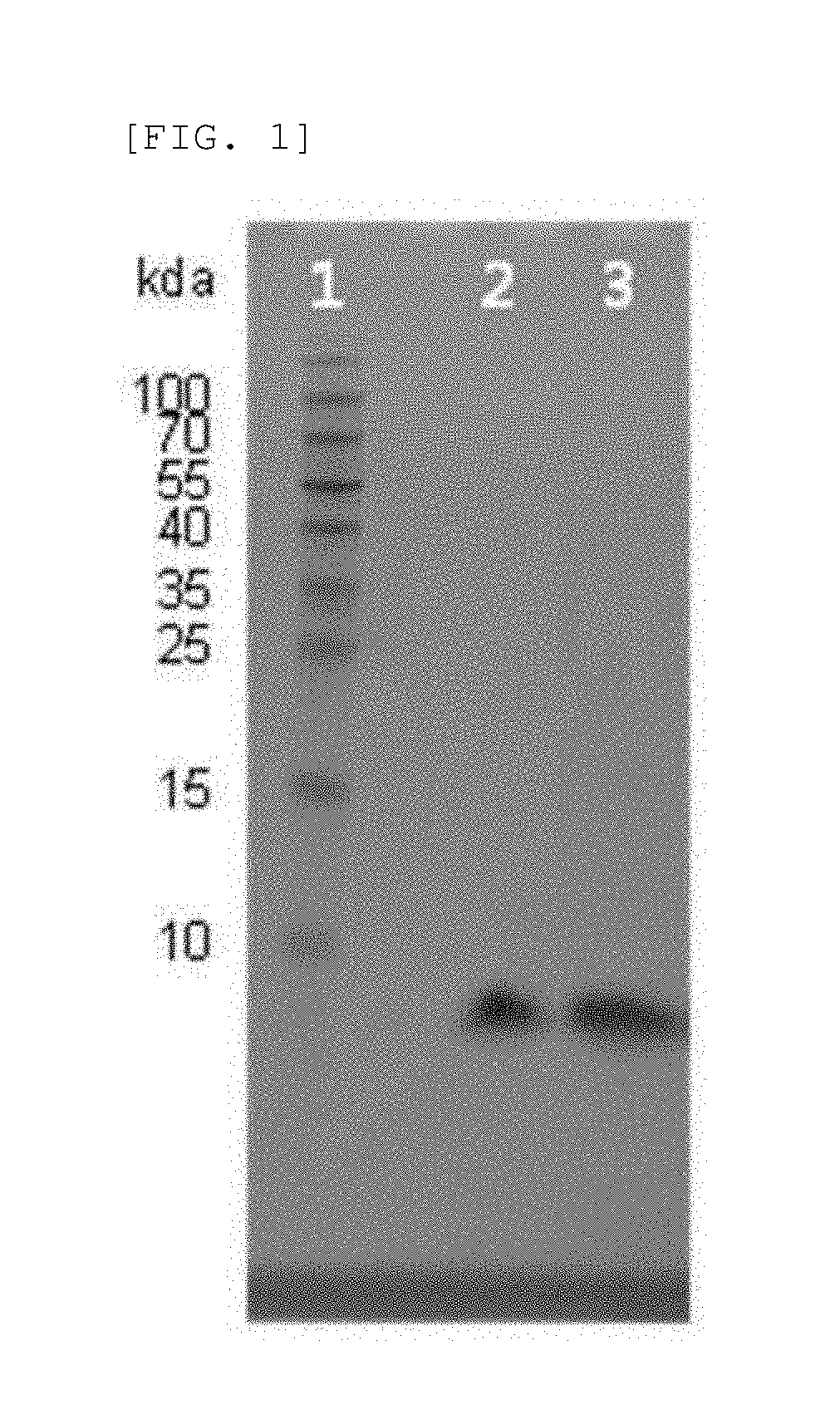 Novel insulin analog and use thereof