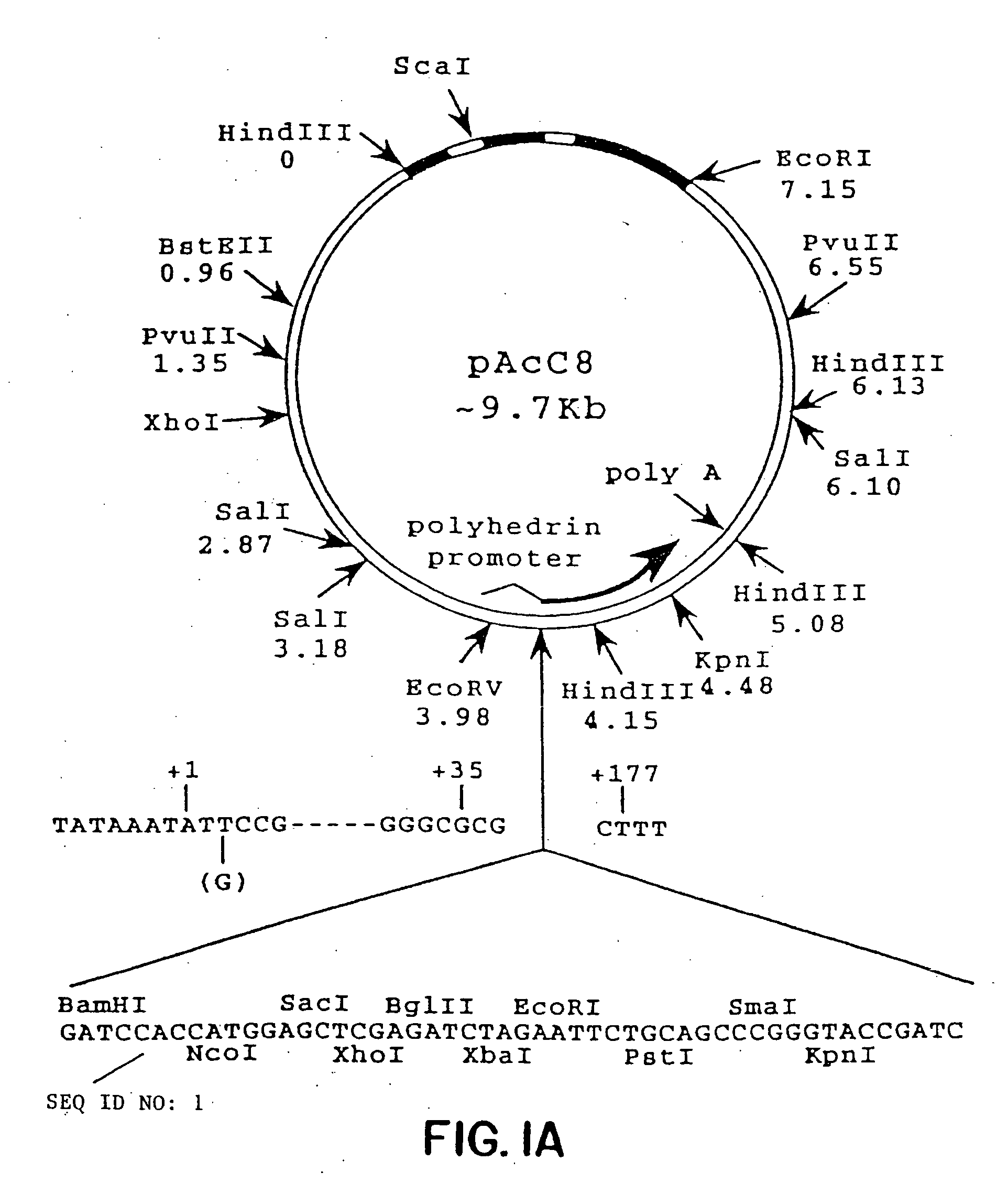 Anti-CD40 antibodies capable of blocking B-cell activation