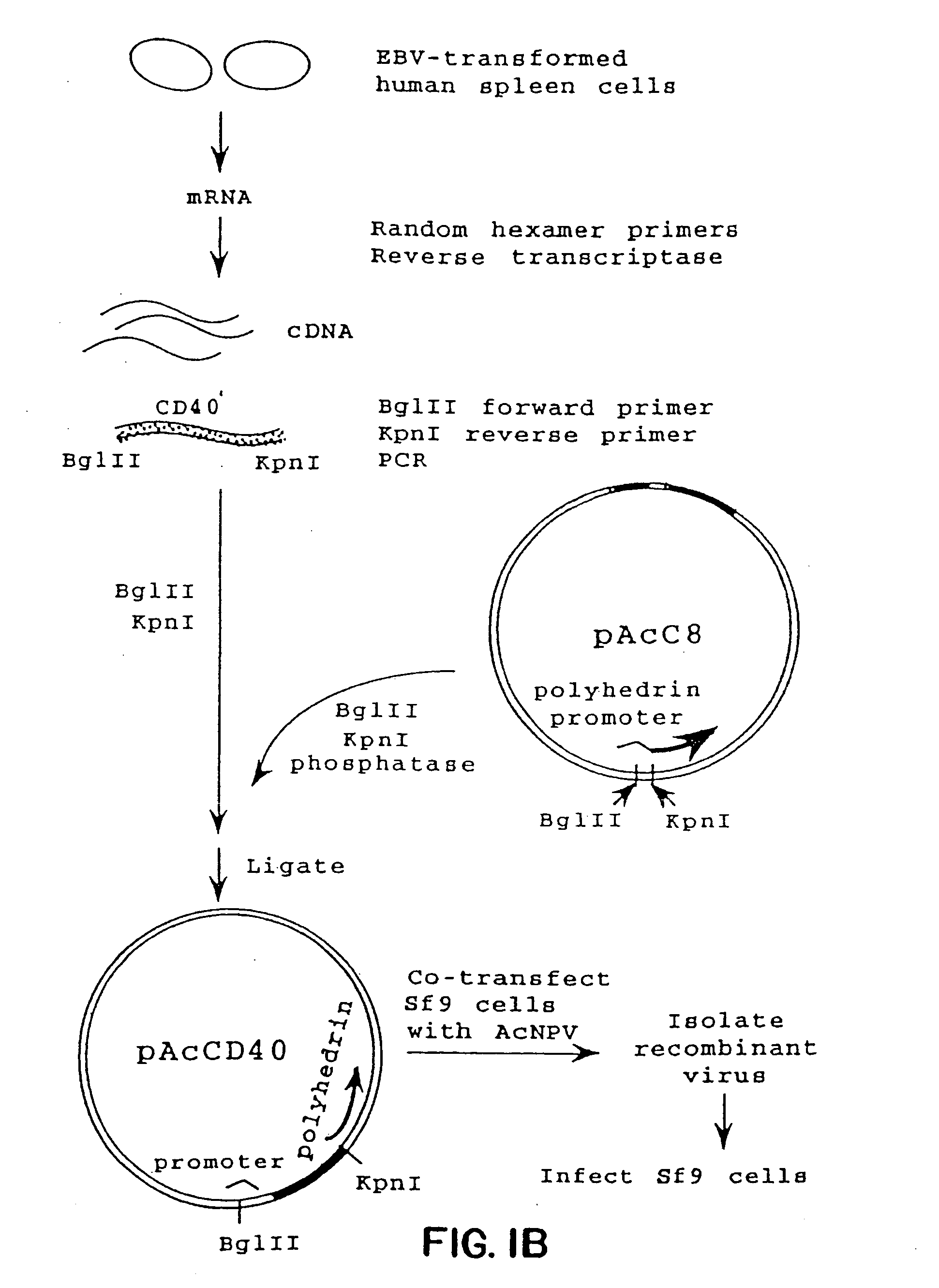 Anti-CD40 antibodies capable of blocking B-cell activation