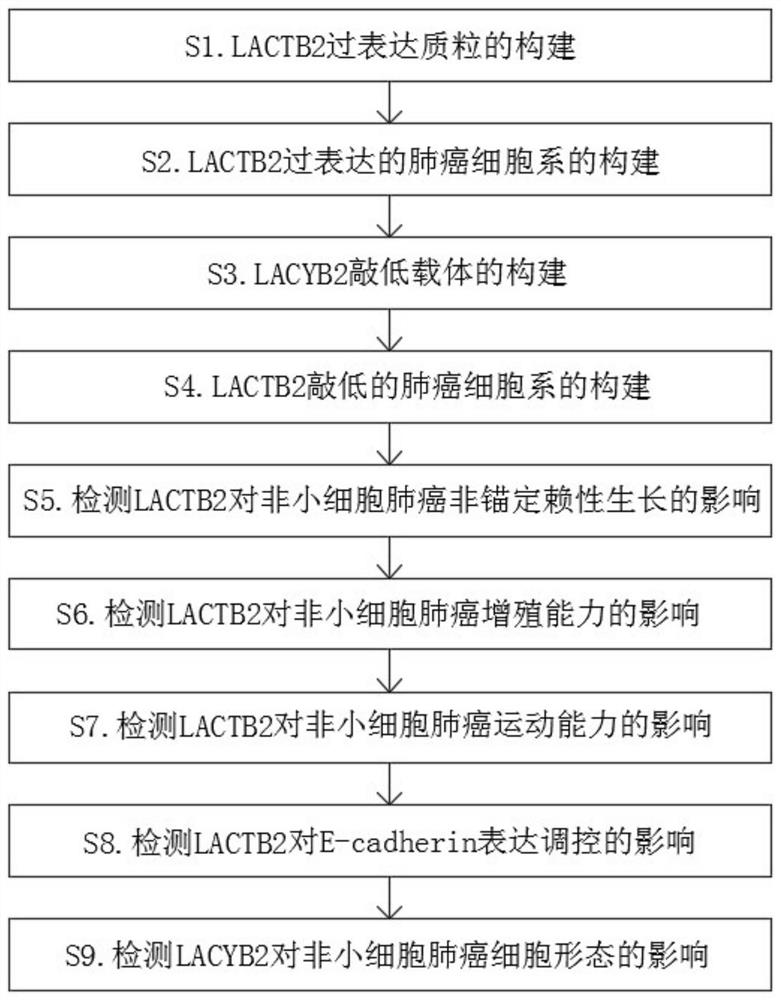 Application of inhibiting proliferation and growth of non-small cell lung cancer by preventing LACTB2 expression