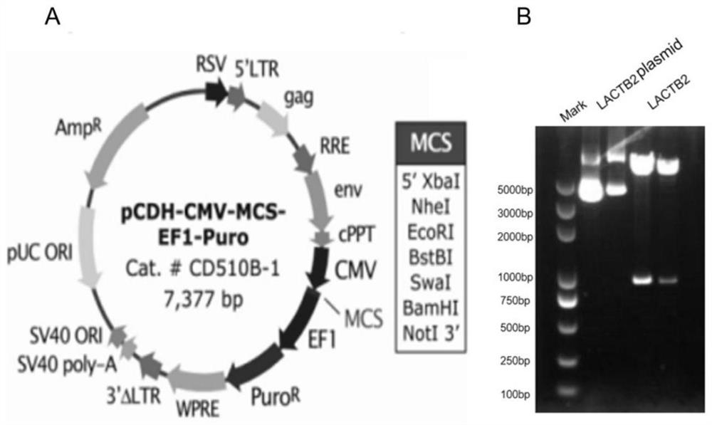 Application of inhibiting proliferation and growth of non-small cell lung cancer by preventing LACTB2 expression