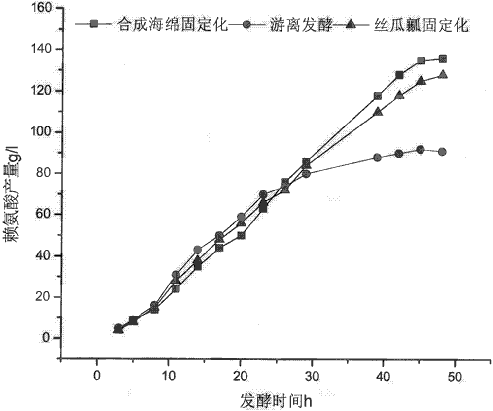 Escherichia coli immobilizing method and method for producing L-lysine through fed-batch fermentation of immobilized escherichia coli