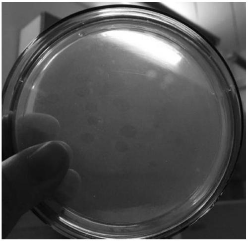 Bdellovibrio sp. induced mutation strain with strong cracking performance and application thereof