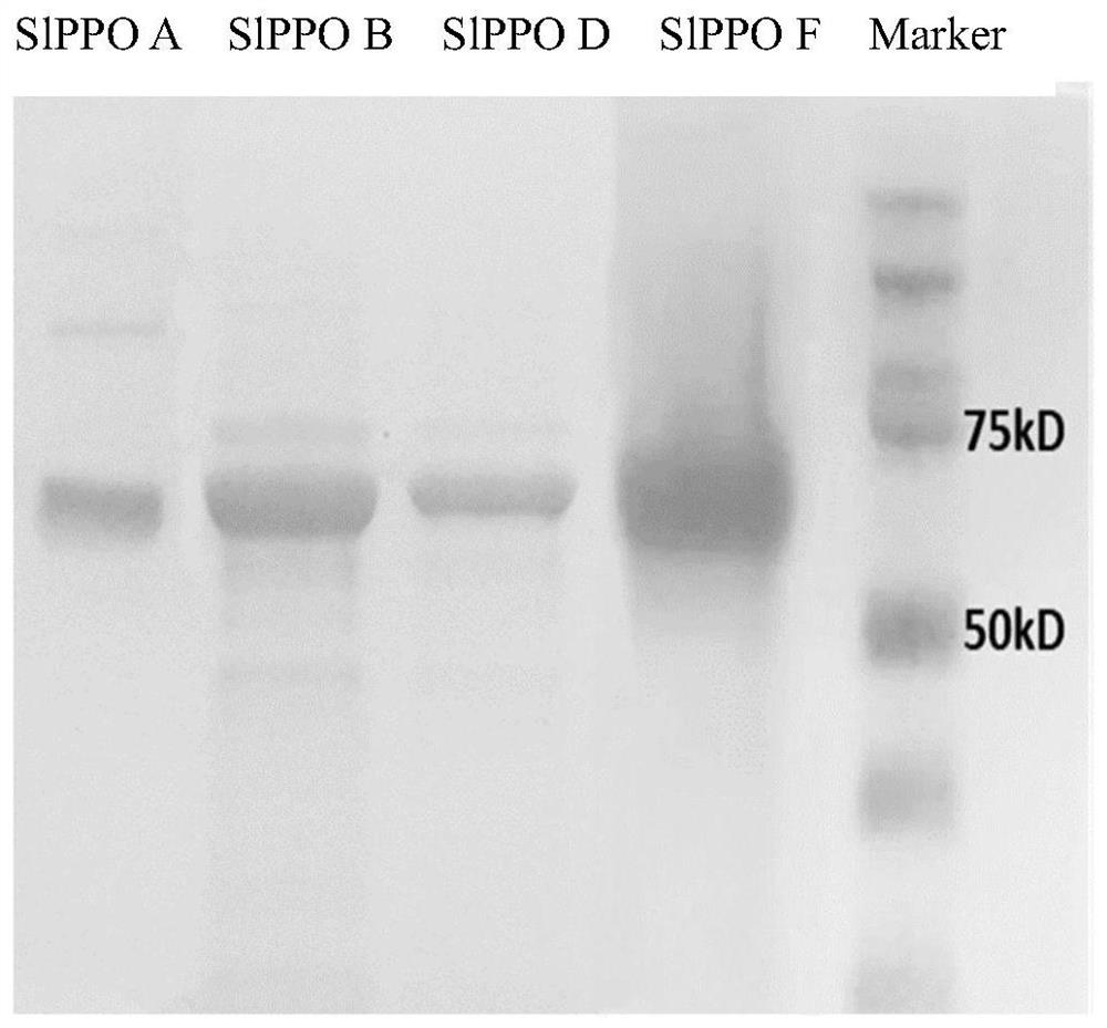 Application of polyphenol oxidase and method for synthesizing flavone